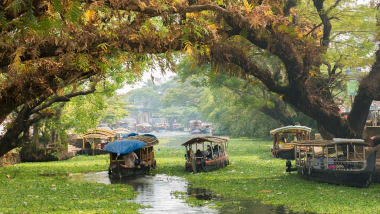 Cúrcuma de Alleppey: A Origem da Especiaria Milenar