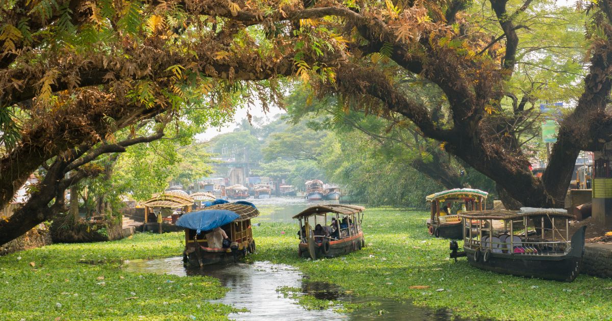 Cúrcuma de Alleppey