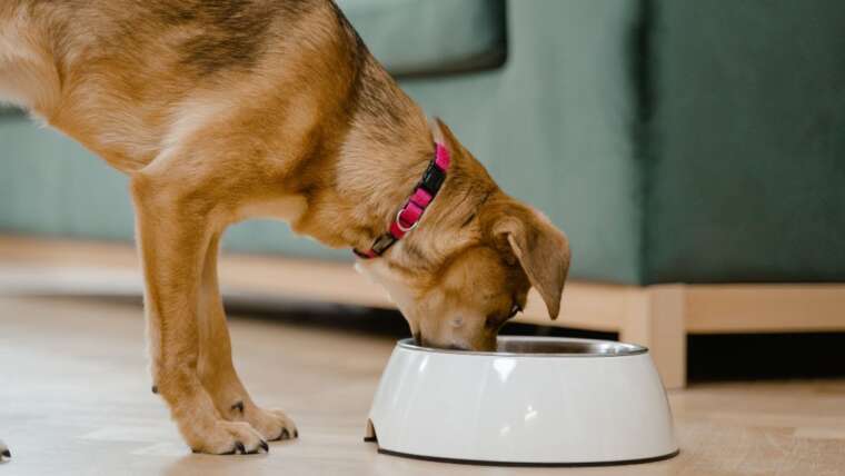 Cachorro pode comer curcuma? Entenda os benefícios e cuidados necessários