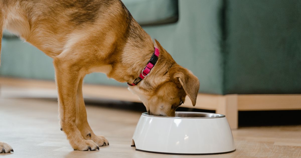 Cachorro pode comer curcuma